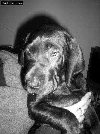 Foto del perro Baguera