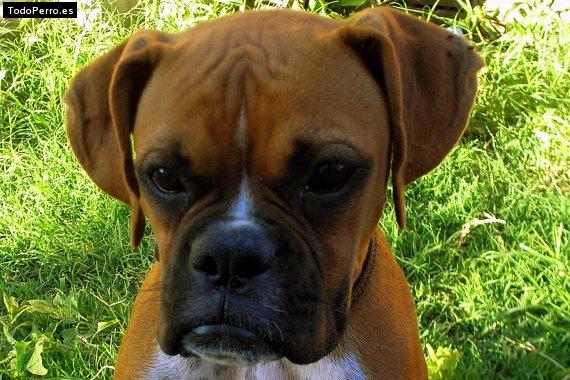 Foto del perro Brisa