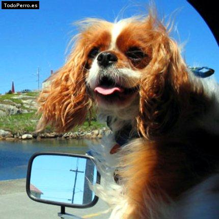 Foto del perro Bobby