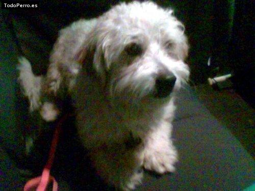 Foto del perro Timi