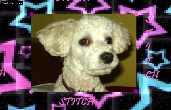 Foto del perro Stitch