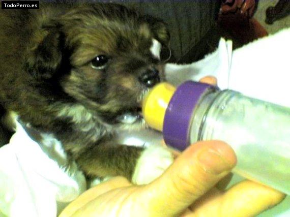 Foto del perro Elina