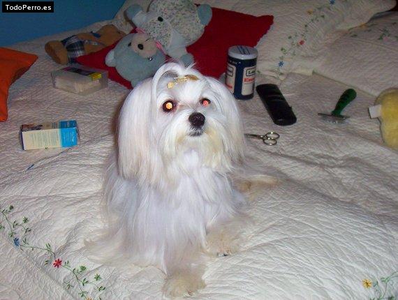 Foto del perro Moni