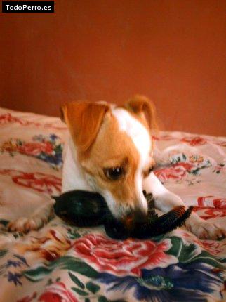Foto del perro Muñeca