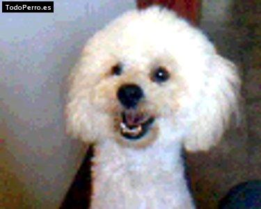 Foto del perro Bartolo