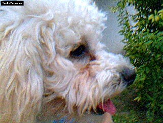 Foto del perro Bela