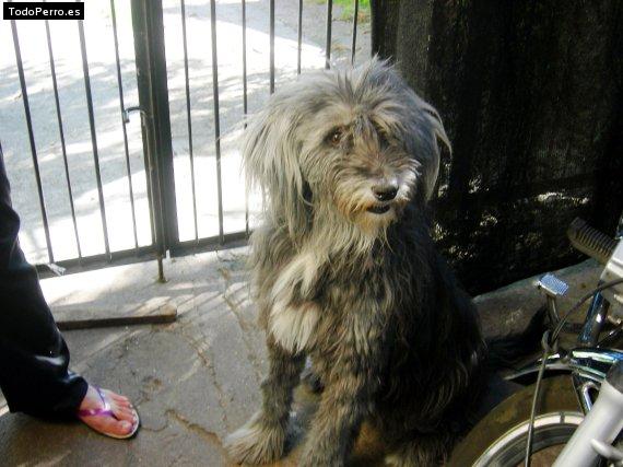 Foto del perro Margarita