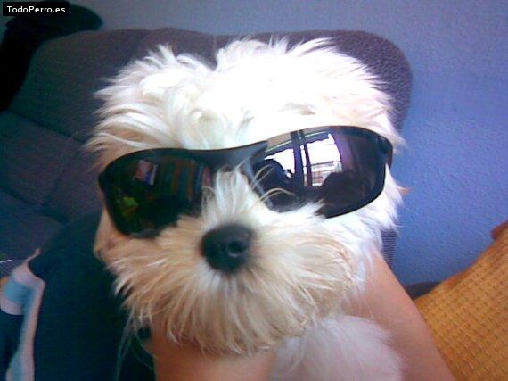 Foto del perro Coky