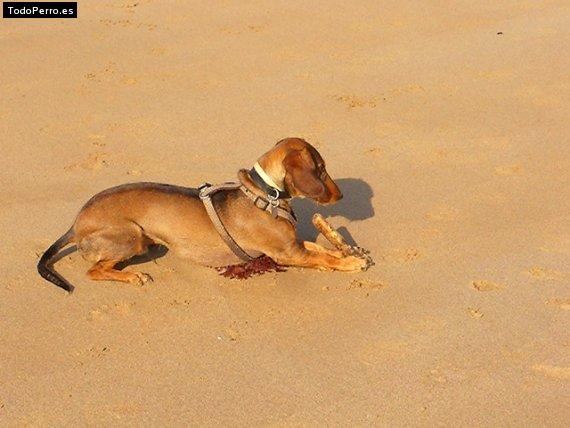 Foto del perro Txuspi