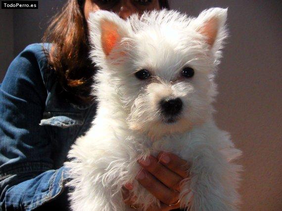 Foto del perro Nina