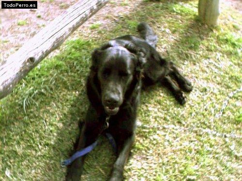 Foto del perro Napo