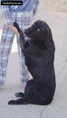 Foto del perro Milton