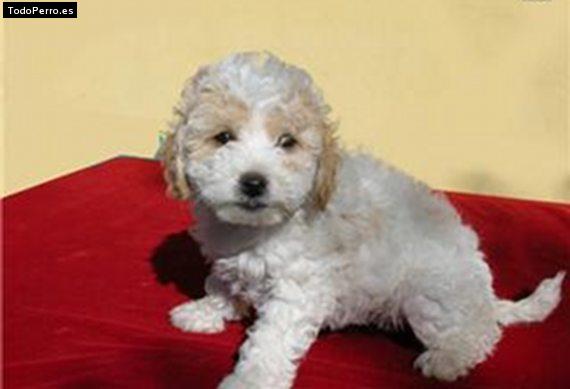 Foto del perro Tuco