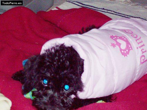 Foto del perro Tita