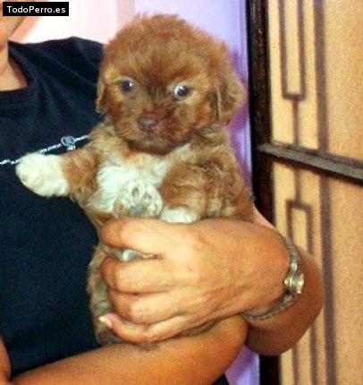 Foto del perro Brandy