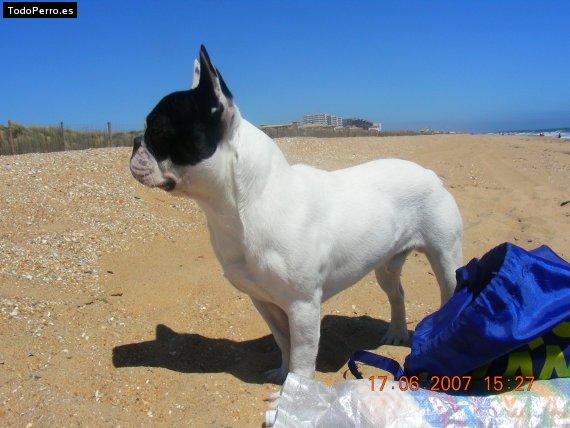 Foto del perro Totti