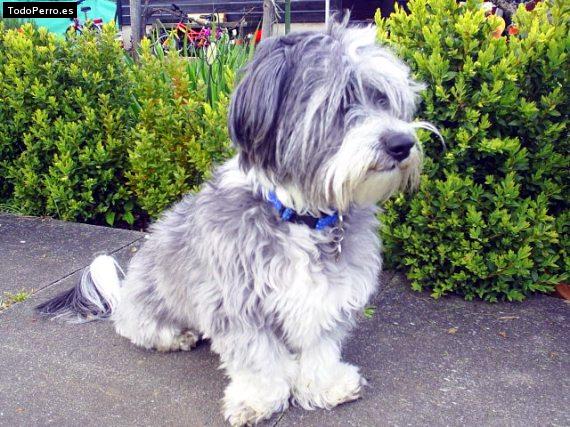 La foto del perro Cuqui Foto del perro Cuqui