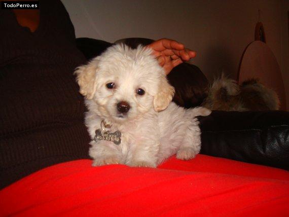 Foto del perro Brenda