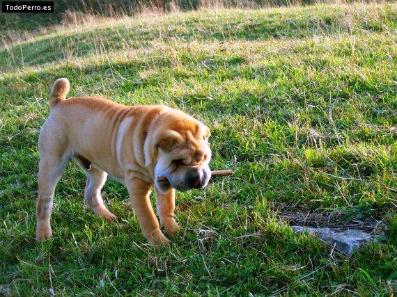 Foto del perro Eki