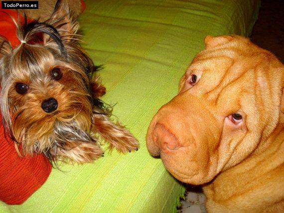 Foto del perro Zeus y rocko