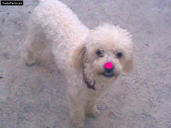 Foto del perro Mamita