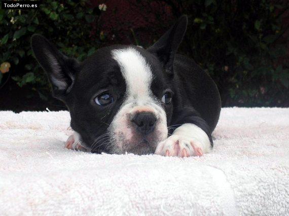 Foto del perro Santino