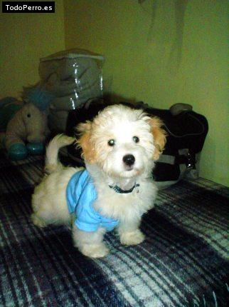 La foto del perro Junior Foto del perro Junior