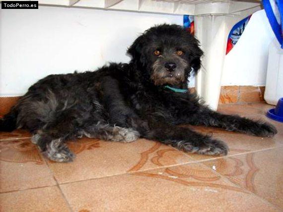 Foto del perro Nikolas