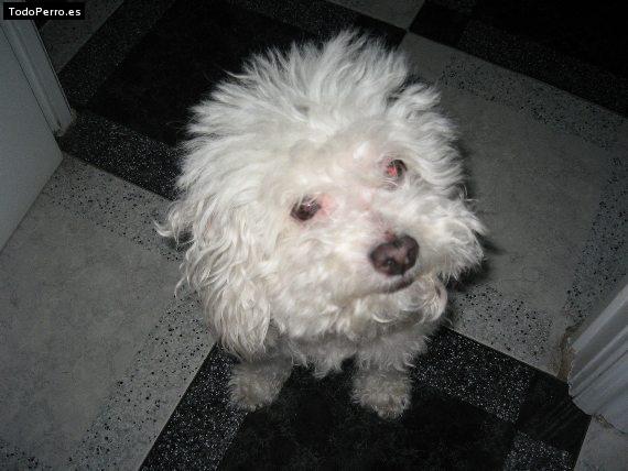 La foto del perro Jael Foto del perro Jael