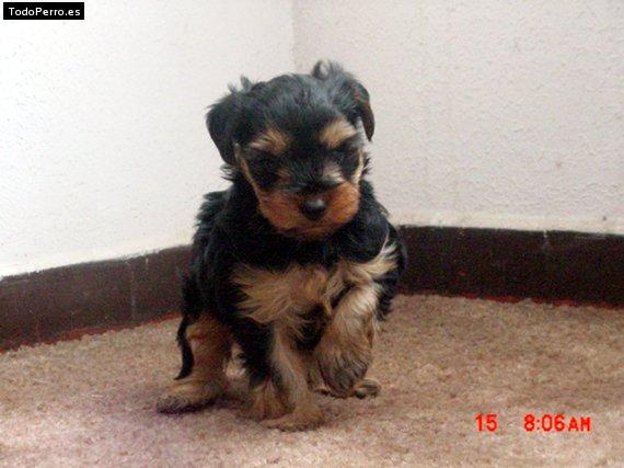 Foto del perro Jade