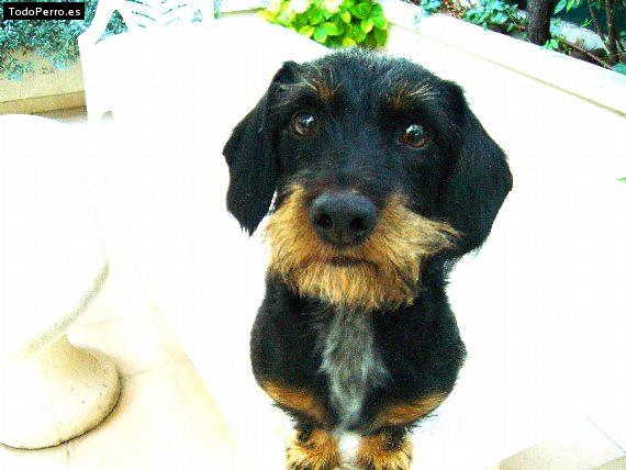 Foto del perro Sancho