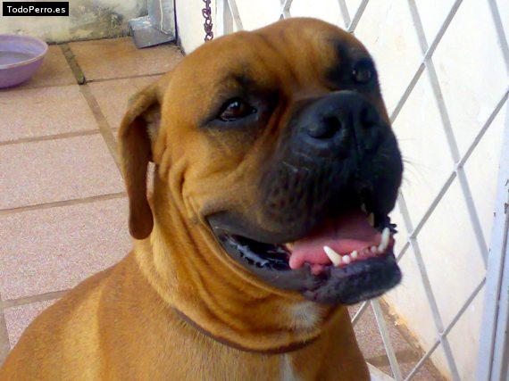 Foto del perro Scoty