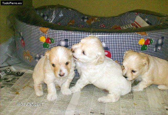 Foto del perro Samy, peluche y doggui