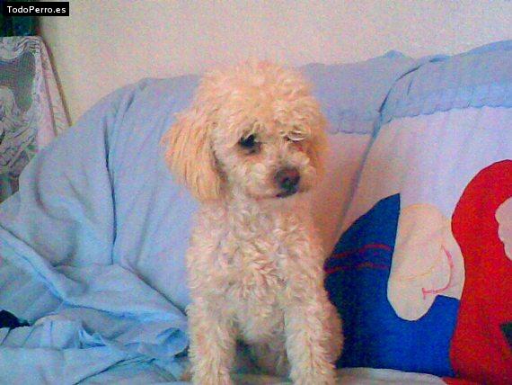 La foto del perro Chispa Foto del perro Chispa