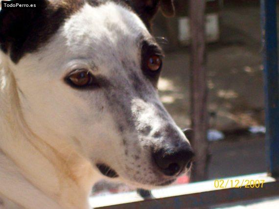 Foto del perro Manchita