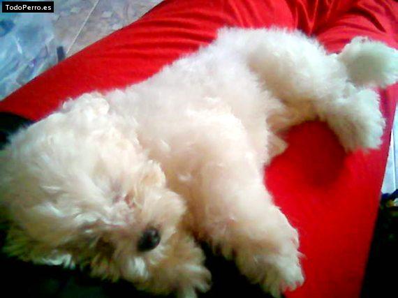 La foto del perro Ian Foto del perro Ian