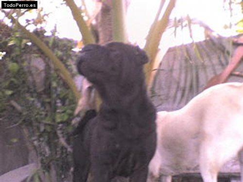 Foto del perro Negra