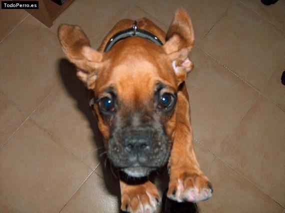 Foto del perro Sara