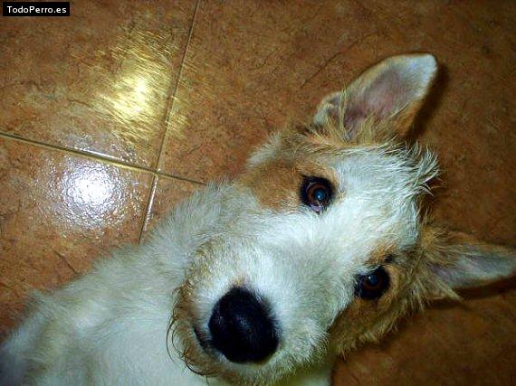 Foto del perro Toy