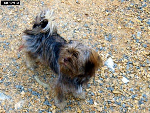 Foto del perro Bruce