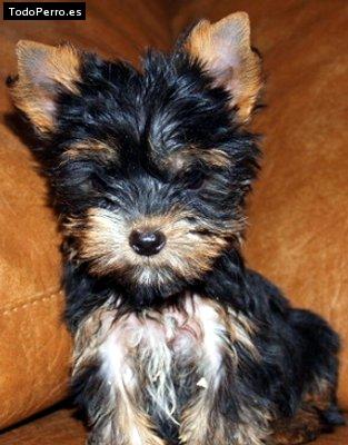 Foto del perro Muneca
