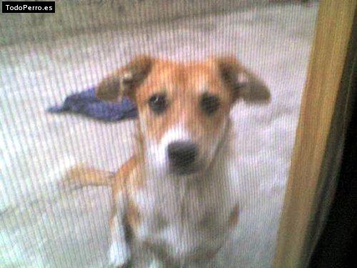 Foto del perro Bodye