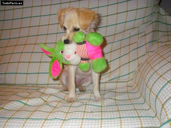 Foto del perro Rony
