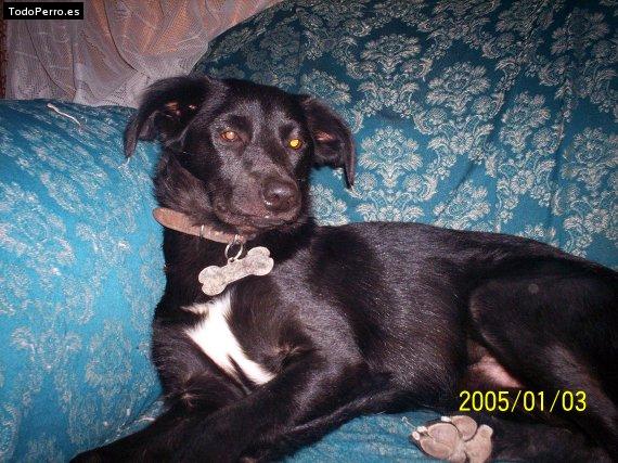 Foto del perro Nicky