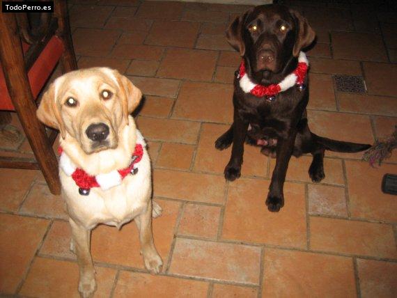 Foto del perro Momo y brownie