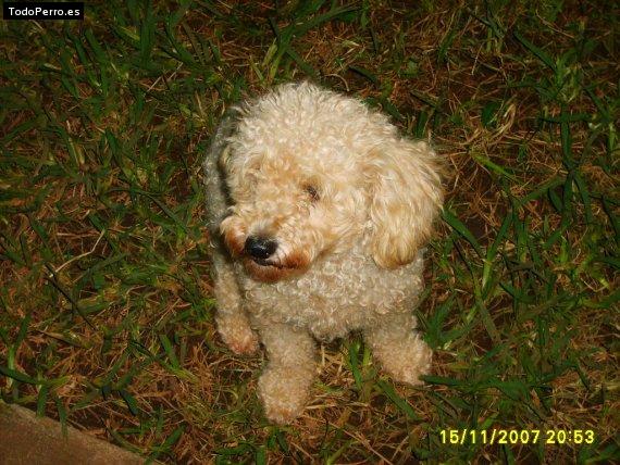 Foto del perro Tiqui