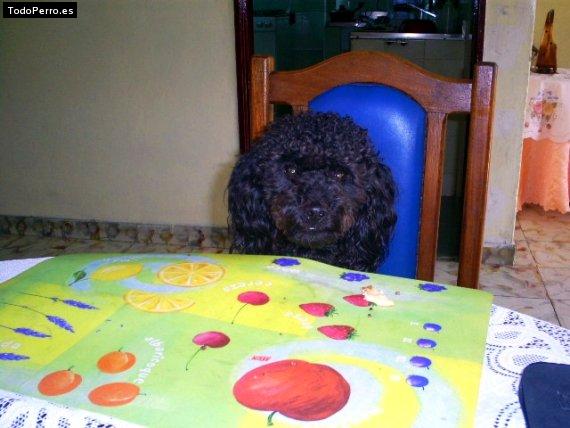 Foto del perro Tomas
