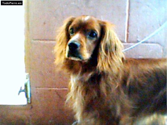Foto del perro Baster
