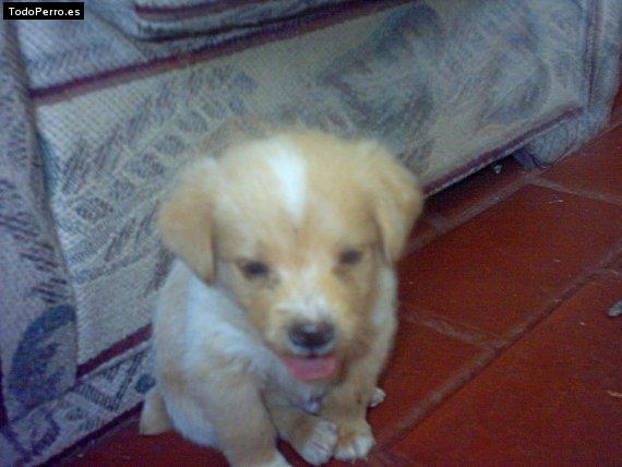 Foto del perro Tylor