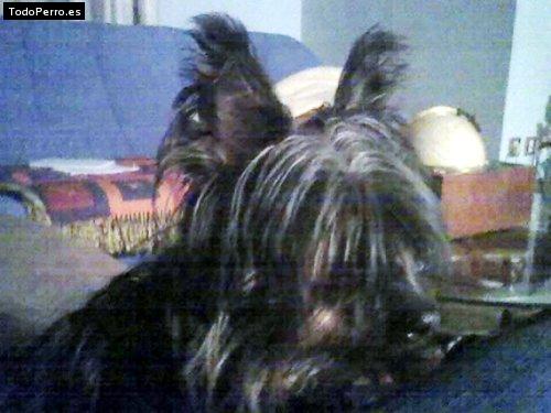Foto del perro Turqui